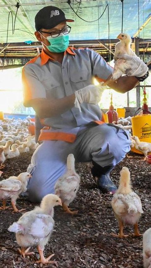 Menggiurkan, Begini Konsep Bisnis Hulu Hilir Peternakan Ayam Potong di Yogyakarta