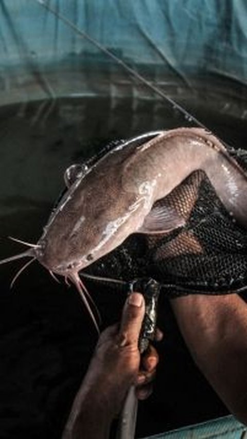 Benarkah Sesuap Ikan Lele Mengandung 3.000 Sel Kanker? Cek Faktanya