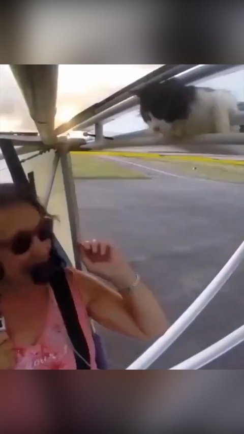 Proof That Cat Has 9 Lives!