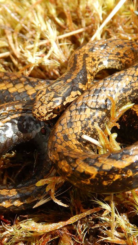 FOTO: Peneliti Temukan Spesies Ular Baru Penghuni Taman Berbahaya di Peru, Diberi Nama Aktor Indiana Jones