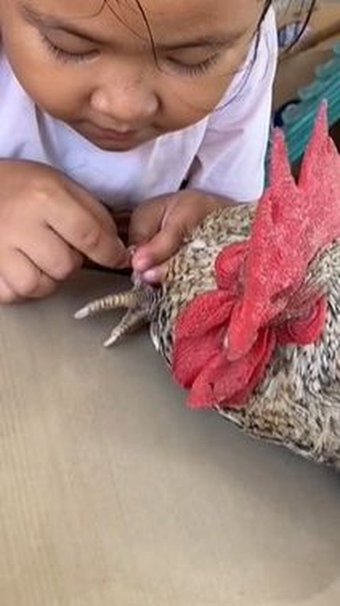 Main Salon-Salonan, Aksi Bocah Dandani Ayam Peliharaan dengan Nail Art Ini Bikin Gemas
