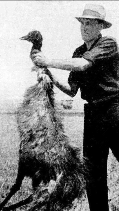 Australia Was Once at War With Giant Birds!