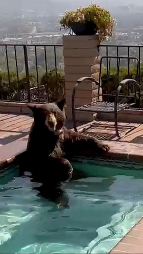A Bear Cool Off In The Jacuzzi When A Heat Wave Hits California