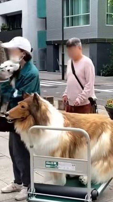 Viral Pria Jepang Wujudkan Impian 'Berubah' Jadi Anjing, Rela Habiskan Ratusan Juta Rupiah