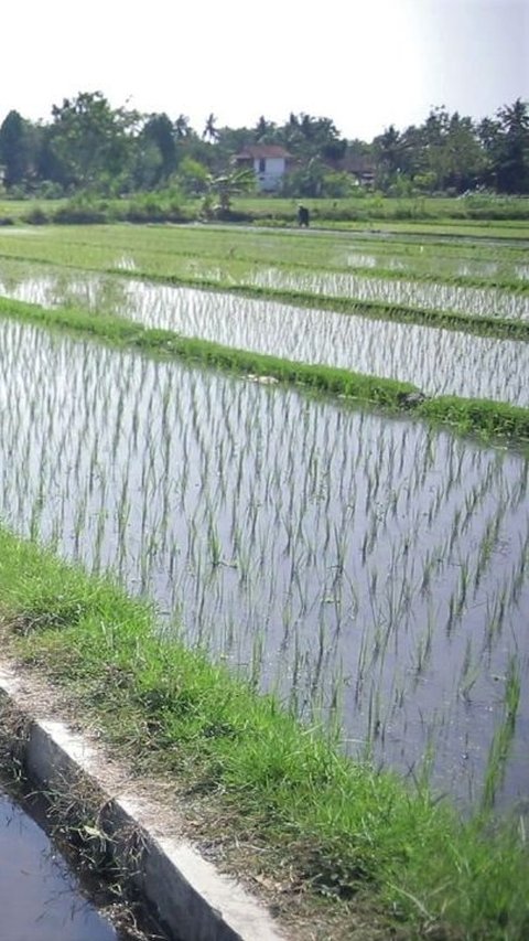 Irigasi Terawat, Pertanian Bantul Tak Terpengaruh El Nino