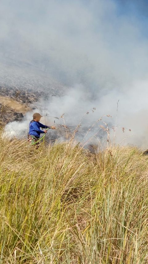 Kebakaran Hutan di Kawasan Bromo Belum Padam Meski Sudah 12 Jam Lebih, Ini Kondisi Terkini
