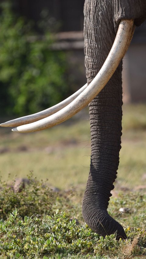 Lagi Bangun Rumah, Warga Temukan Fosil Gading Gajah Diduga Berusia 800 Ribu Tahun