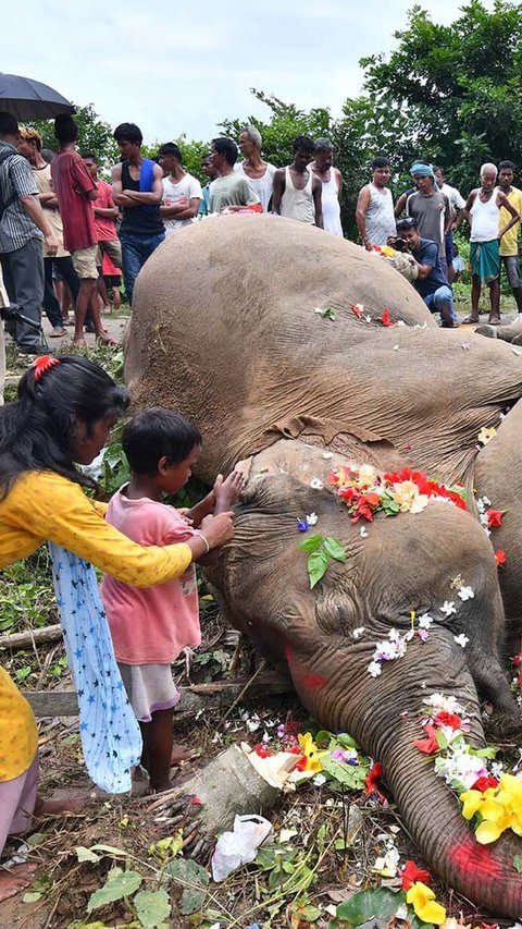 FOTO: Tinggalkan Hutan Buat Cari Makan, Induk Gajah dan Dua Anaknya Tewas Tersetrum Listrik di India