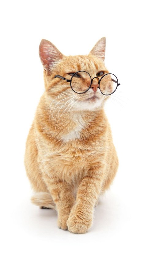 25 Kata-kata Mutiara tentang Kucing dari Para Tokoh, Inspiratif dan Penuh Makna