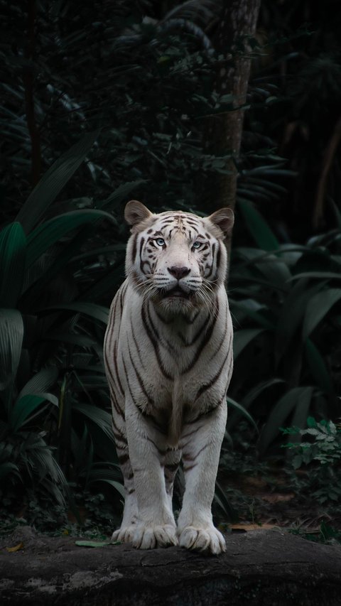 6 Fun Facts About White Tigers That You Never Know