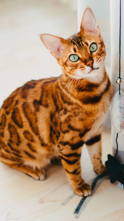 Jenis Kucing Bengal dan Karakteristik, Pahami Sifat dan Cara Merawatnya