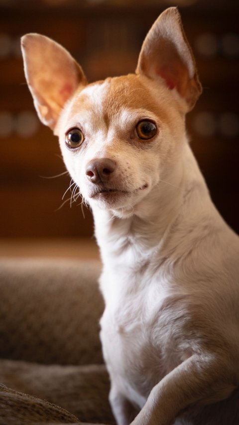5 Best Dog Breeds For Super-Busy Owners