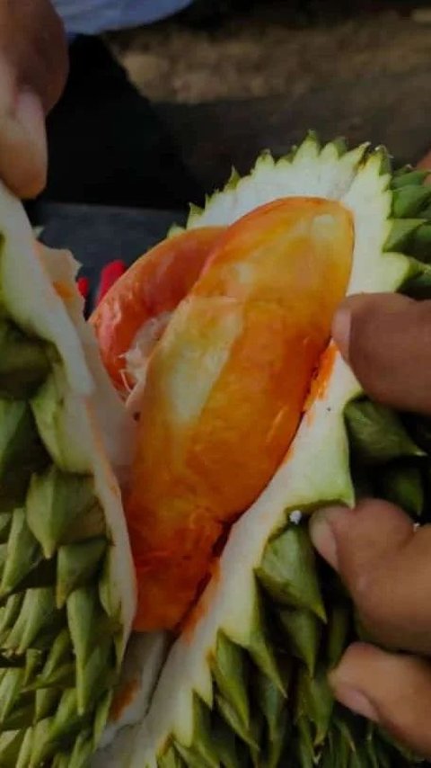 Mencicipi Durian Merah Banyuwangi, Cita Rasanya Unik Bikin Ketagihan