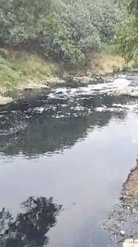 Air Sungai Cileungsi Menghitam dan Berbau Busuk, Ratusan Ikan Mati