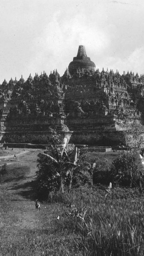 Potret Lawas Candi Borobudur Tahun 1912, Menjulang di Pinggir Sawah & Penuh Ilalang