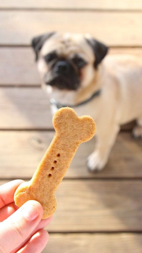 5 Foods You Shouldn't Give to Your Dog