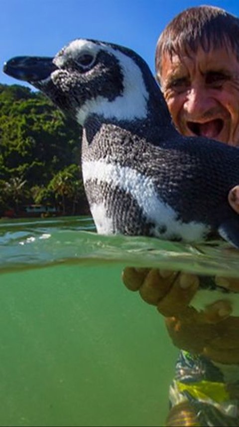 This Penguin Once Swam 8000 Km to Meet a Rescuer