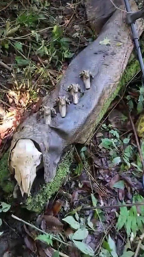 Ngeri! Penemuan Bangkai Ular Anaconda 6,5 Meter, Salfok dengan Tengkorak dan Tulang yang Menembus Kulitnya