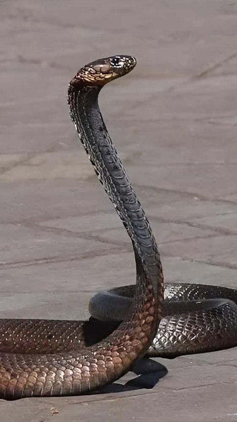 Scary! Large-sized Cobra Snake Seen Playing in Resident's Yard