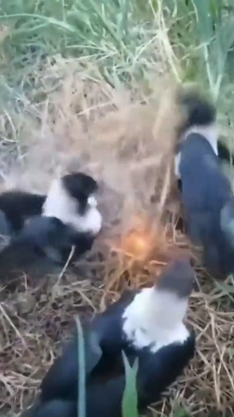 This Bird Saved The Forest From Fire!