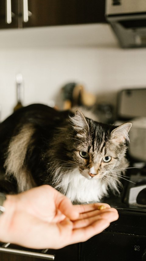 Karakteristik Kucing Maine Coon, Lengkap Beserta Pola Makan dan Cara Merawatnya