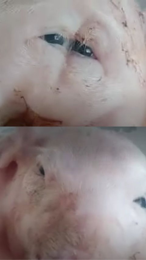 Babi Ini Berkepala Dua dan Punya Empat mata Satu-satunya di Dunia, Ternyata Begini Penyebabnya