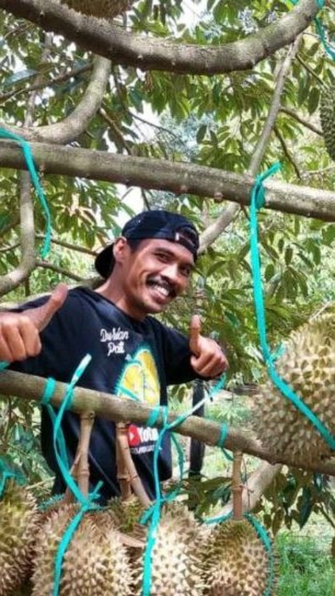 Menjelajahi Kebun Durian Joglo AW di Pati, Surganya Para Pencinta Durian Kelas Premium