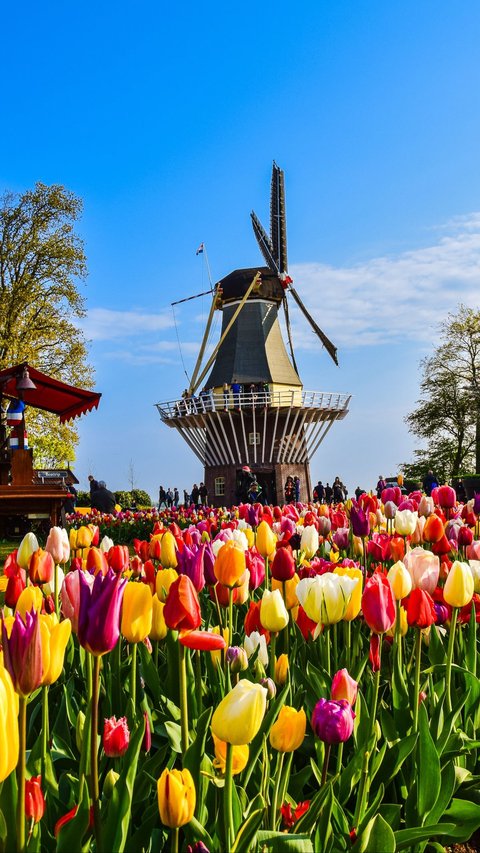 Explore the 5 Best Flower Gardens in the Netherlands for Plant Lovers