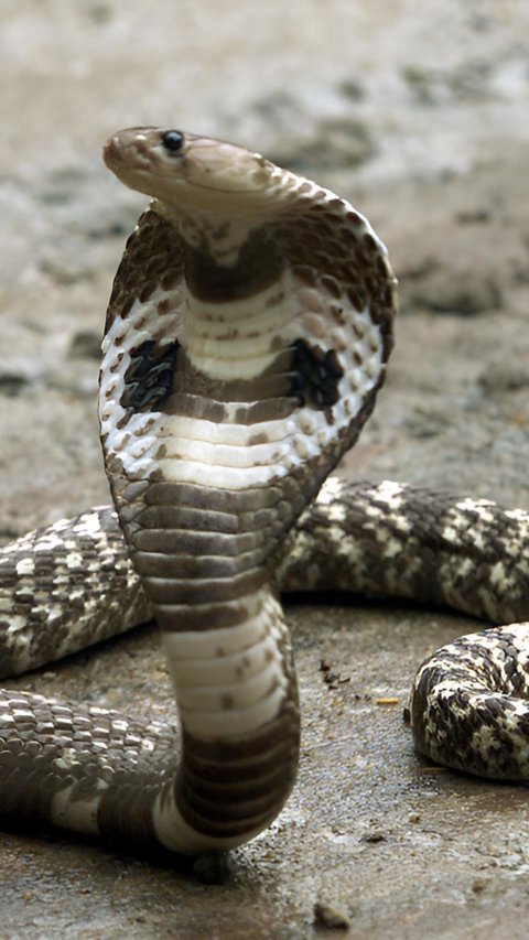 Netizen Dunia Mengaku Ngeri Lihat King Kobra Kalimantan Telan Bulat-bulat Ular Piton Bola Raksasa