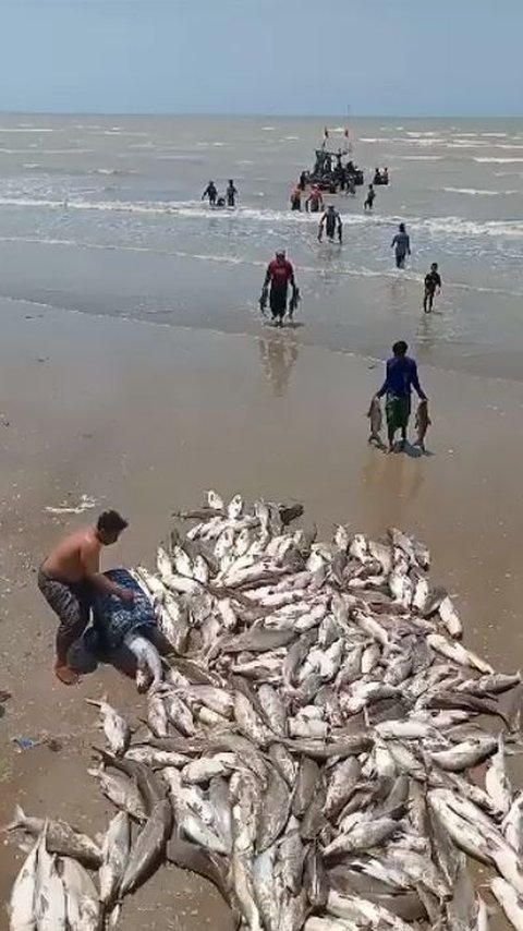 CEK FAKTA: Heboh Ikan Mati di Tuban, Gara-Gara Terkontaminasi Limbah Nuklir?