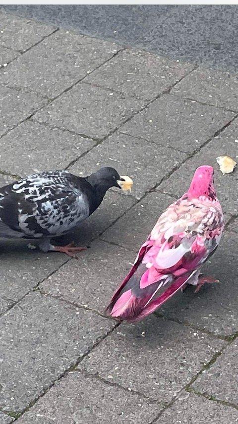 Viral: A Rare Pink Pigeon Has Been Spotted in Manchester