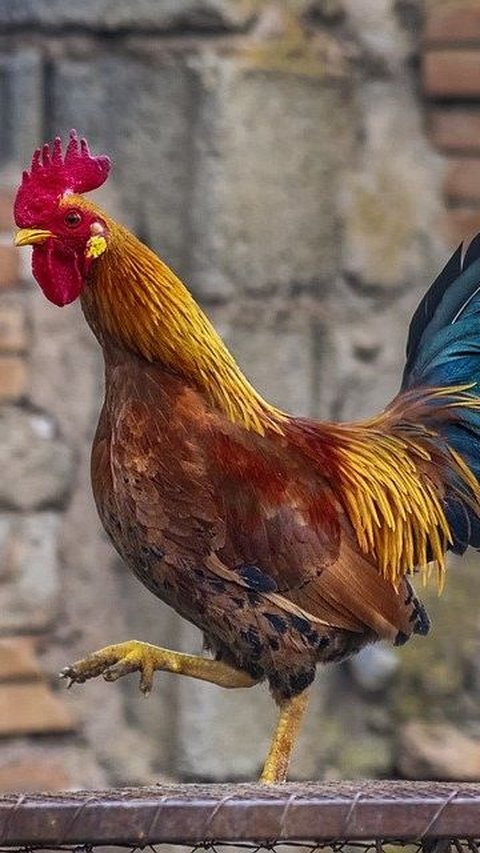 Seekor Ayam Bisa Prediksi Hasil Pertempuran Prajurit Romawi, Begini Kisahnya
