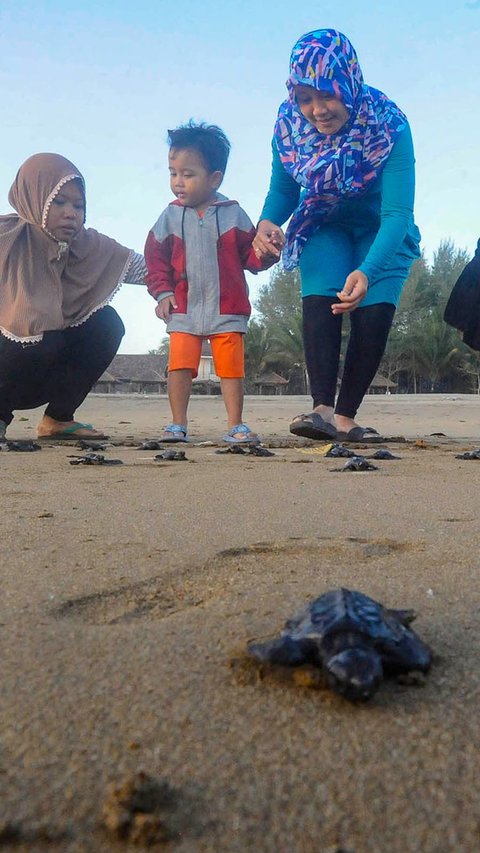 FOTO: Melihat Konservasi Penyu di Kampung Perubahan Iklim Pantai Kili-Kili Trenggalek