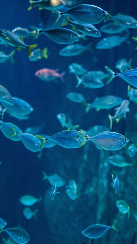 Discover the Mysteries of School Fish: 5 Surprising Facts