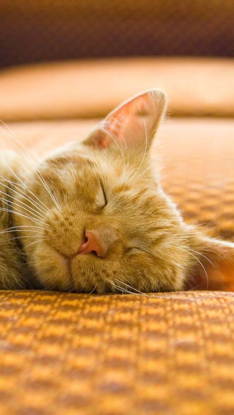 Penyebab Kucing Lemas Tidak Mau Makan dan Cara Mengatasinya