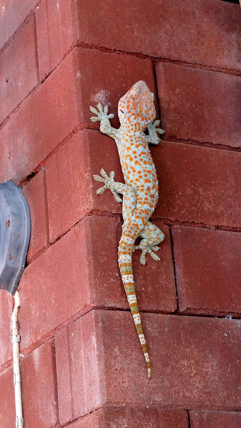 10 Ways to Get Rid of Geckos at Home with Natural Ingredients You Can Try