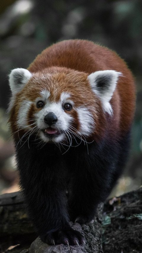 6 Fun Facts You Didn't Know About Red Panda: The Real Panda