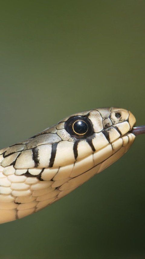 Lagi Asik BAB, Ada King Cobra Keluar dari Lubang Air Kamar Mandi