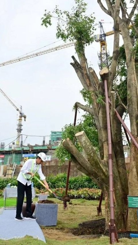 Jokowi Tanam Pohon Beringin Kembar di Istana Presiden IKN: Simbol Keagungan