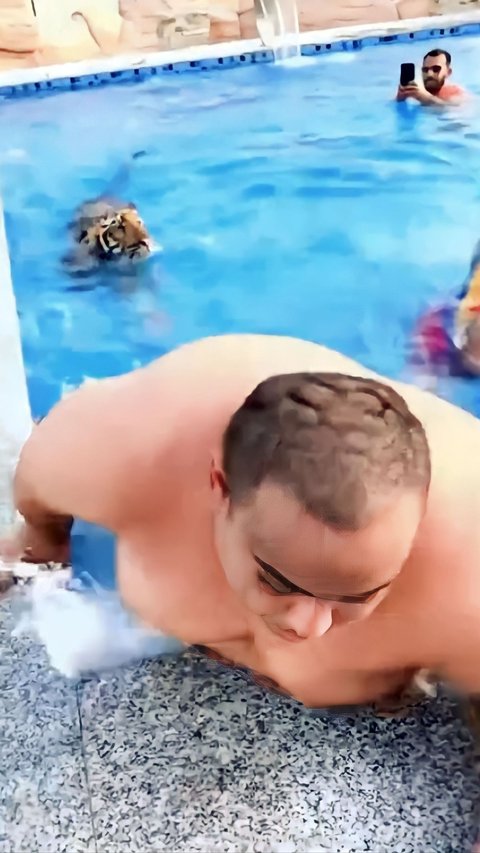 Ngakak! Macho Dads Panic as a Tiger Joins Them in the Swimming Pool