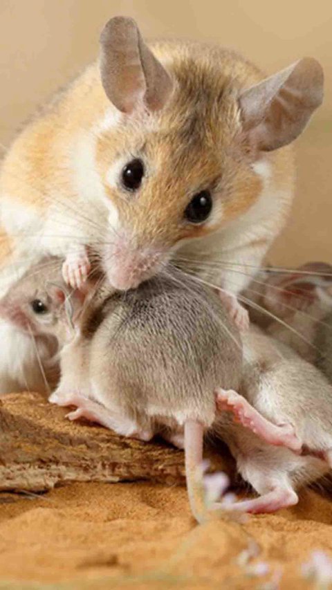 Why Male Mice Scared With Banana?