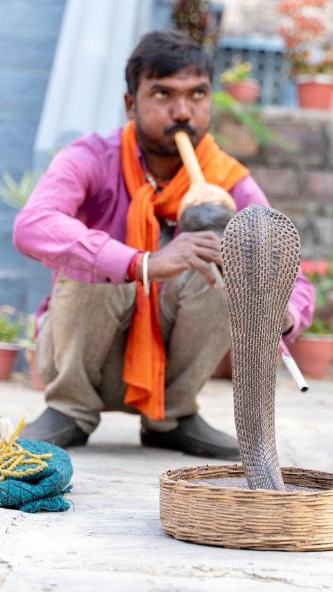 5 Interesting Facts About Snake Charming You Never Know Before