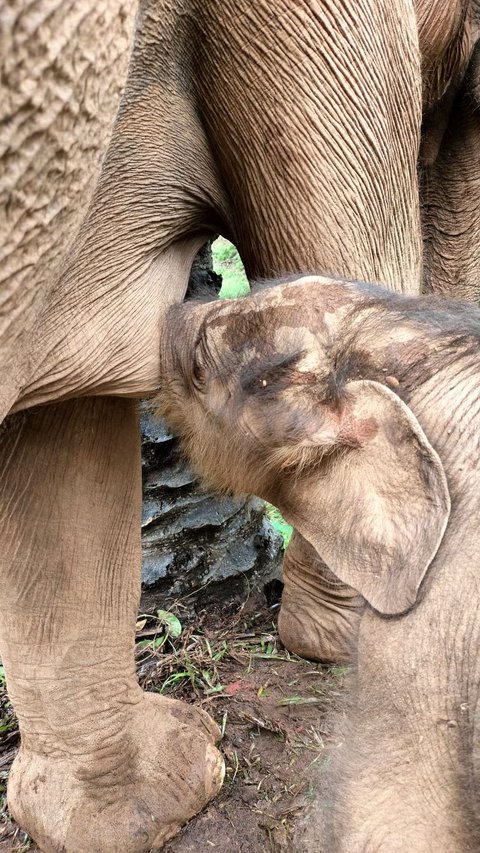 Lucunya Bayi Gajah yang Baru Lahir di Aceh, Langsung Menyusui ke Ibunya