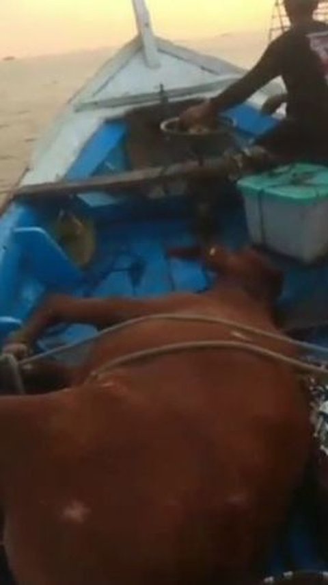 Indonesian Fishermen Shocked to Find Live Cow in the Sea