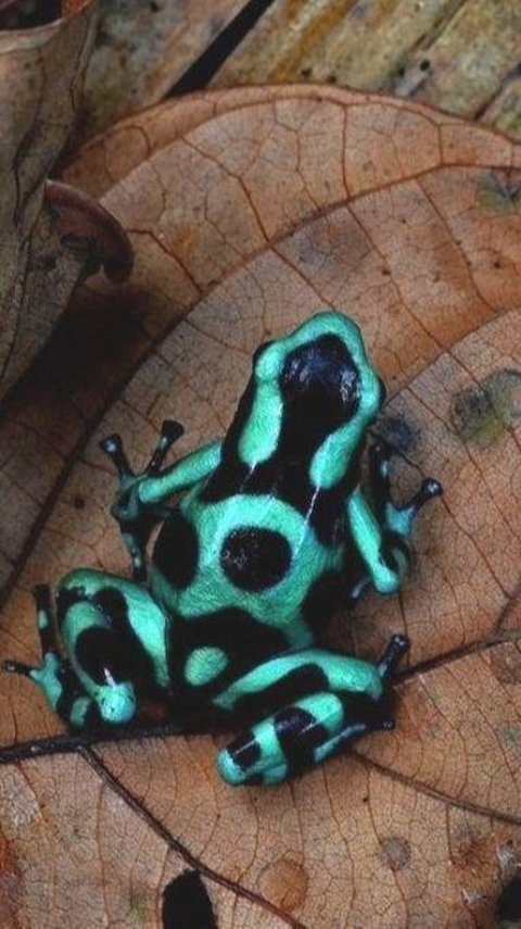 5 Most Poisonous Dart Frog Species You Should Know