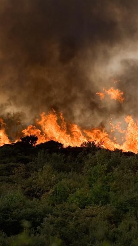 Sebabkan Kebakaran Hutan di Lereng Gunung Ijen, Pria Bondowoso Ditangkap