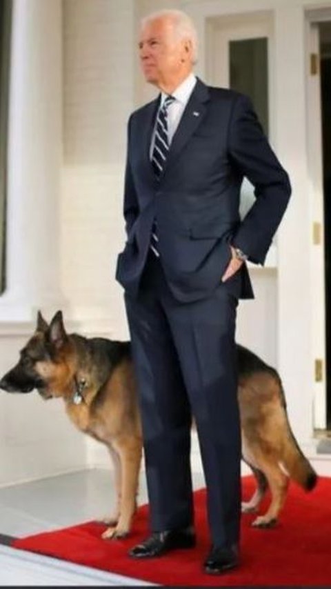 Anjing Peliharaan Joe Biden Gigit Anggota Pengawal Presiden, Begini Kondisinya