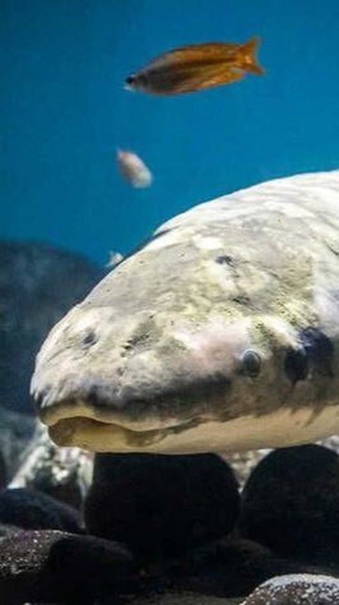 Penampakan Ikan Tertua di Dunia yang Dipelihara di Akuarium, Usianya 101 Tahun