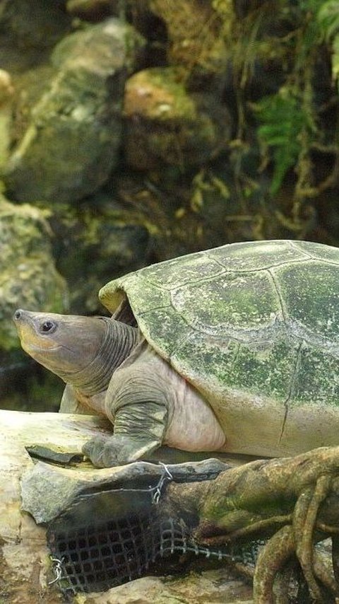 7 Jenis Kura-kura yang Dilindungi di Indonesia, Penting untuk Diketahui