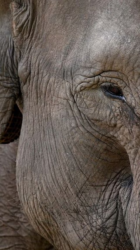 Menakjubkan! Gajah Diklaim Punya Nama Panggilan untuk Berkomunikasi Satu Sama Lain, Begini Kata Peneliti
